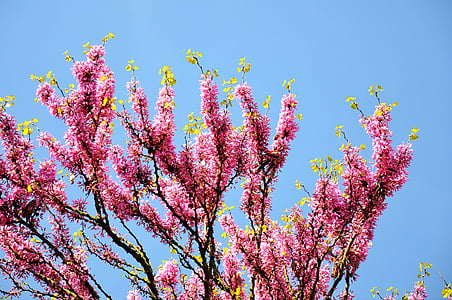 árvore de Judas, Primavera, flor