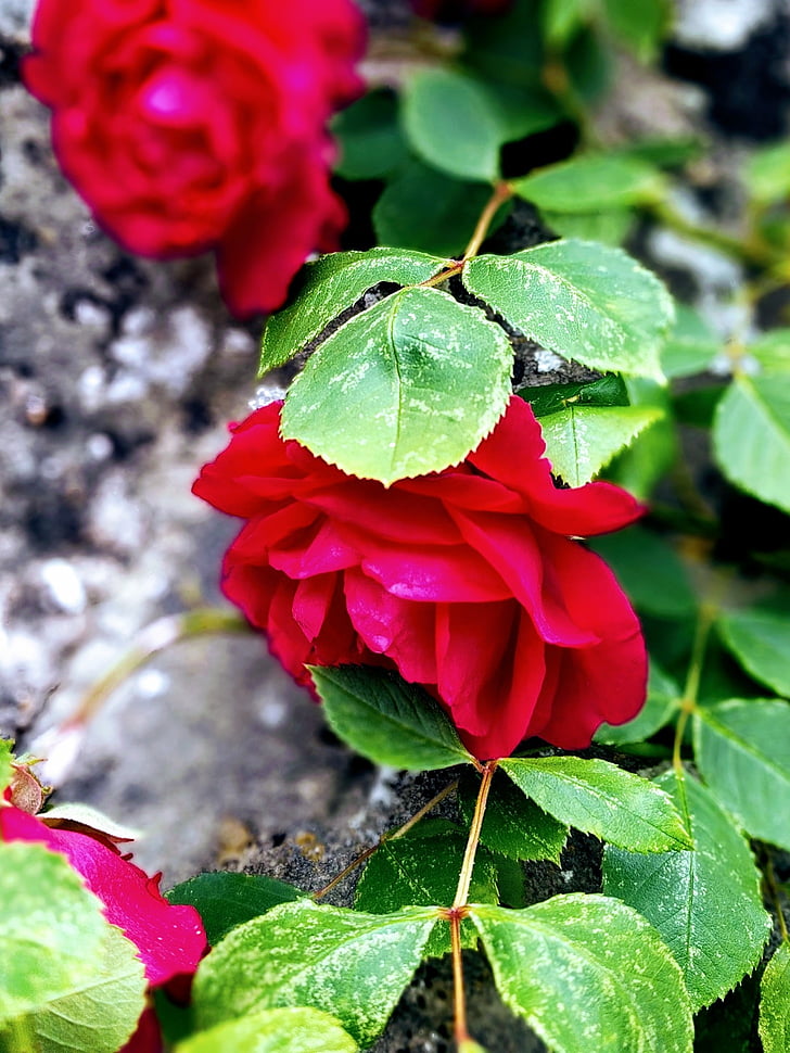 cvijet, ruža, zid, cvijet, cvatu, priroda, crvena ruža