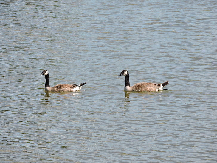 geese, water, bird, wildlife, animal, lake, goose