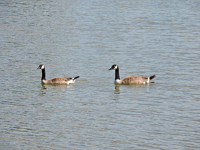 geese, water, bird, wildlife, animal, lake, goose
