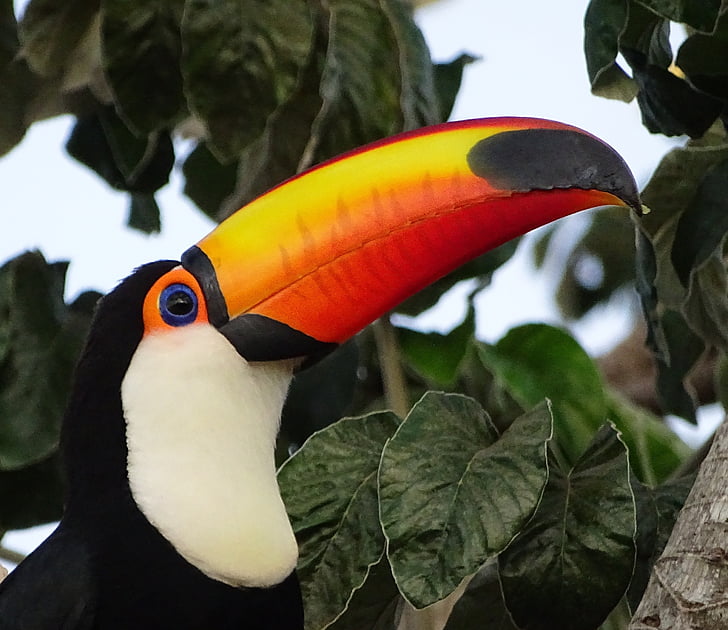 Tucano, paukštis, Brazilija, Gamta, didelis snapas, gyvūnai, spalvinga