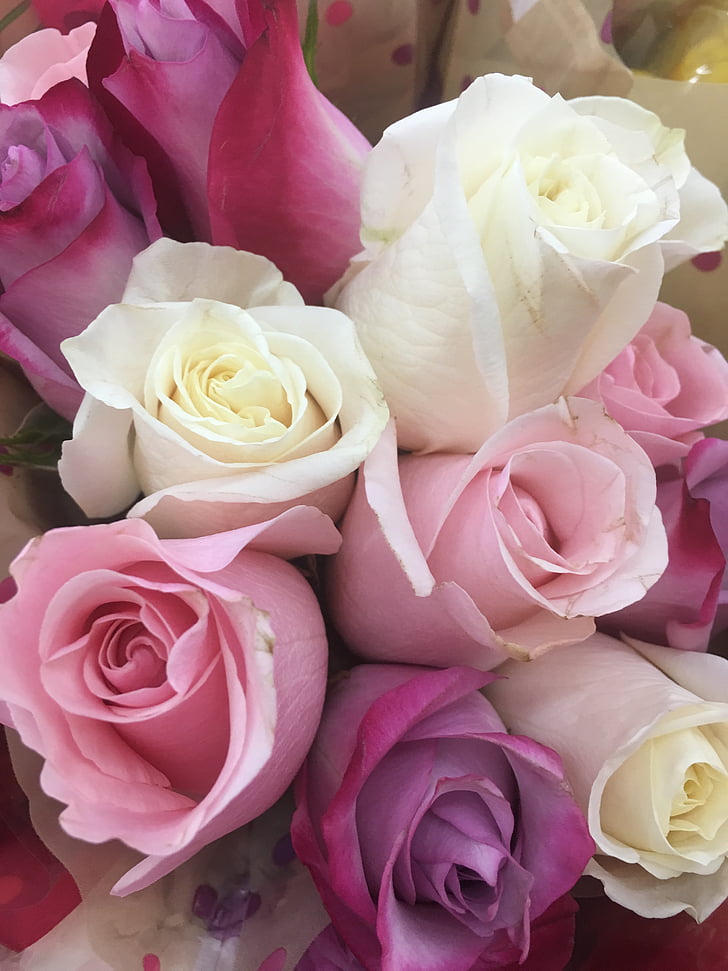 Rose, vrtnice, cvet, cvetlični, ljubezen, narave, cvet