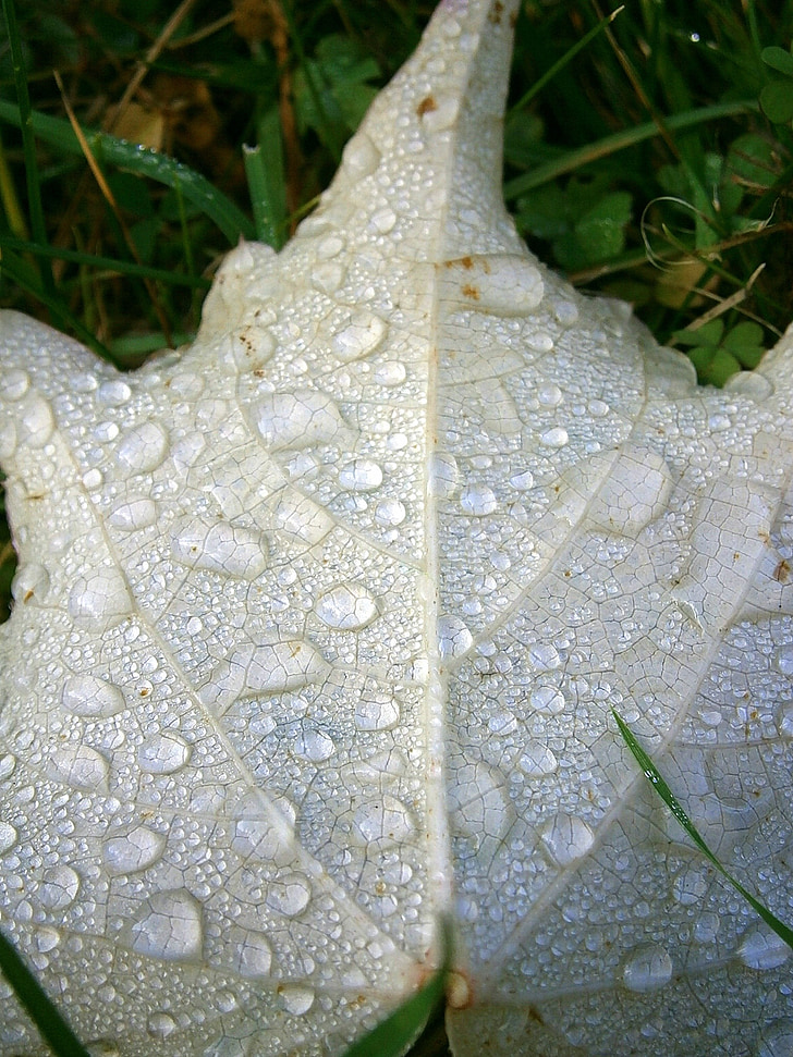 leaf, maple, fall foliage, bottom, back, white, drop of water
