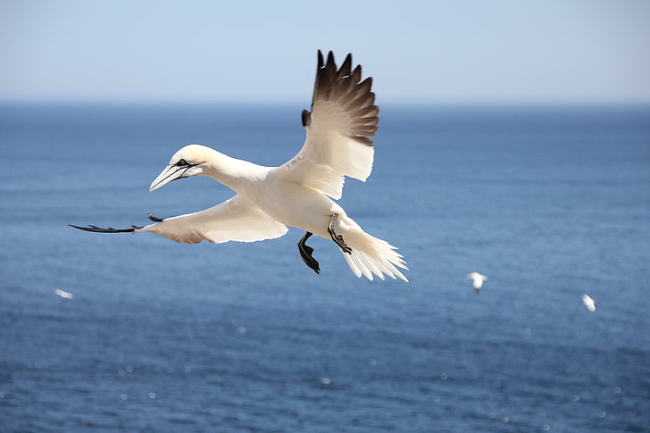 bird, sea, flying, northern gannet