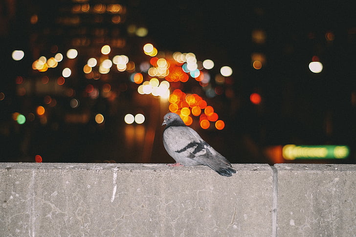 gray, black, pigeon, concrete, wall, nighttime, bird