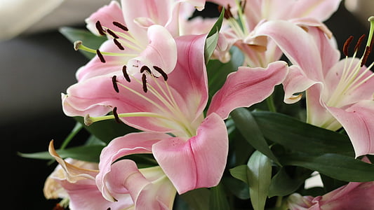 flowers, lilly, lillies, plant, floral, bloom, spring