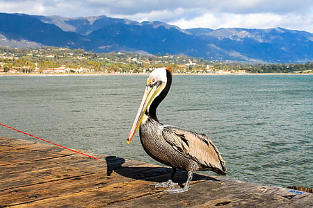 pelikanas, Santa barbara, Kalifornijos, vandenyno, Barbara, Santa, vandens