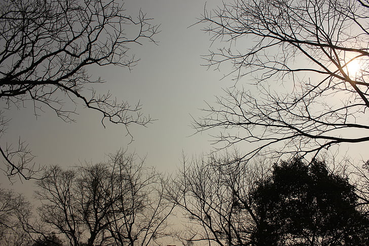 arbre, el paisatge, fulles mortes