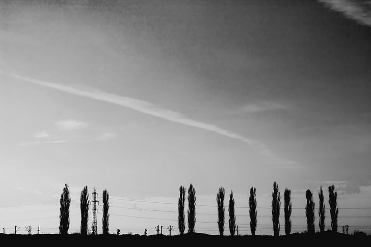silhouette, tall, trees, clouds, black and white, tree, landscape