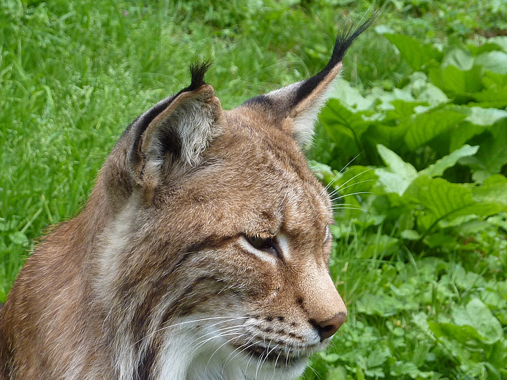 Lynx, katt, Wildcat, Lynx lynx, djur, Felidae, däggdjur