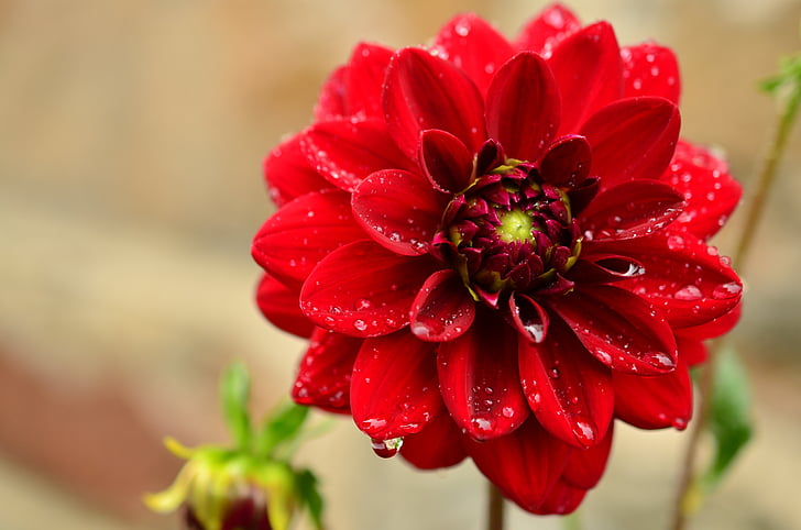 Dahlia, dahlia đỏ, Dahlia Sân vườn, vườn hoa, cuối mùa hè, vật liệu composite, Blossom