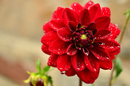 Dahlia, Dalia roja, jardín de Dahlia, jardín de flores, finales del verano, materiales compuestos, flor