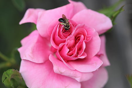 bee, rose, flower, blossom, bloom