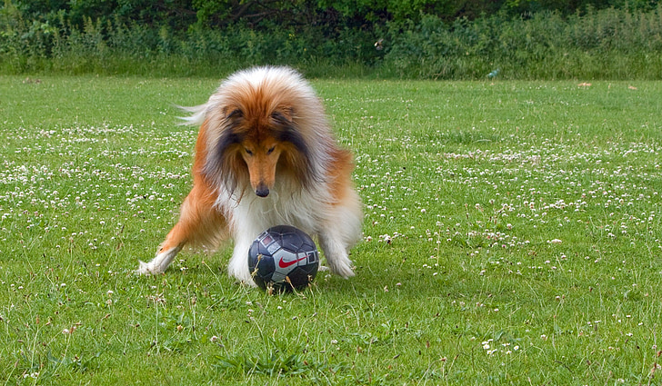 Collie, Rough collie, perro, mascota, canino, raza, jugando al fútbol