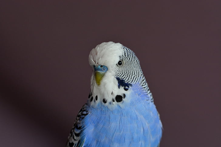 Budgie, con chim, parakeets, vật nuôi, đóng, màu xanh, Melopsittacus
