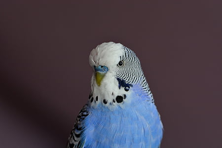 Budgie, птица, папагали, домашни любимци, затвори, синьо, рода Melopsittacus