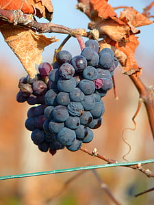 druva, druvor, frukt, Vine, odling, vin, blå
