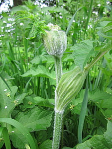 Heracleum sphondylium, eltrot, Berenklauw, Gewone berenklauw, Wildflower, Flora, plantkunde