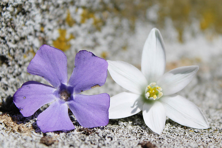 квіти, фіолетовий, білий, фоновому режимі, Пурпурна квітка, Природа, завод