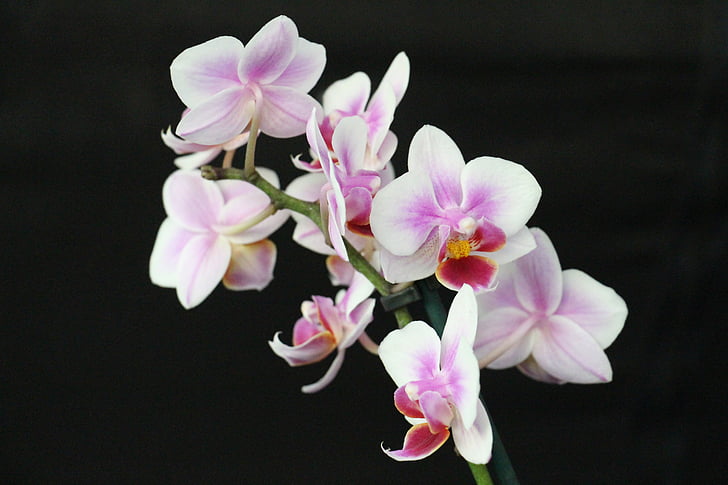 Orchid, Blossom, Bloom, fleur, Purple, Rose, blanc