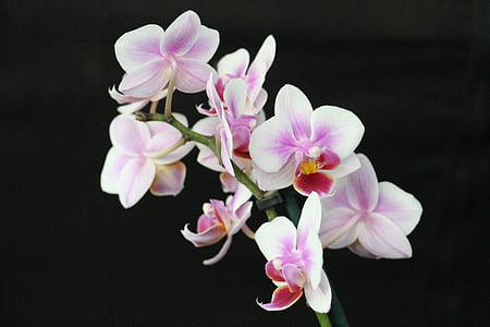 orquídia, flor, flor, flor, porpra, Rosa, blanc