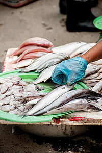 person, holding, gray, fish, shrimps, seafood, squid