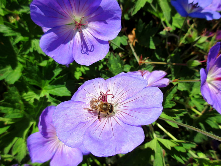 Bite, puķe, Violeta, aizveriet, kukainis, zieds, Bloom