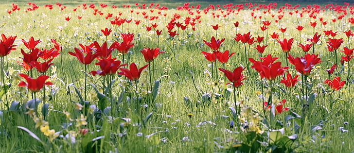 tulipány, lúka, kvety, farebné, tráva, Zelená, Park