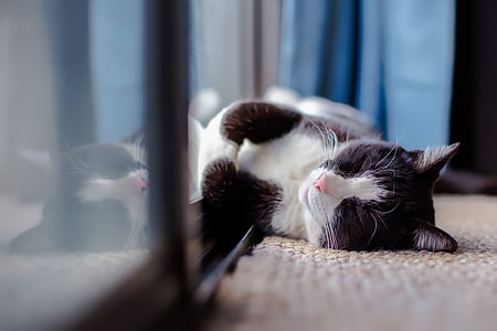 kaķis, PET, dzīvnieku, guļ, atpūtas, siltuma, saules
