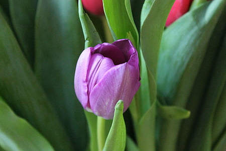 Tulipan, tulipani, vijolično tulipanov, cvetje, cvet, pomlad, dacha