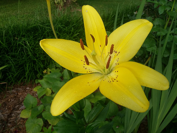 gul blomma, Lily, blommande