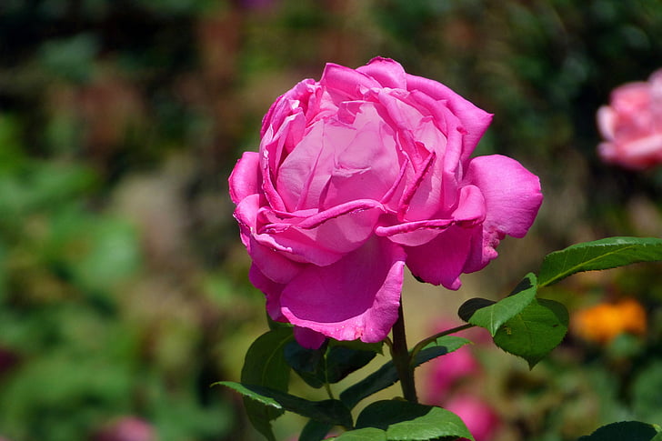 Rosa, rózsaszín, virág, szirmok, tavaszi, növény, természet