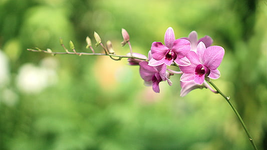 orchideák, virág, növény, szár, természet, kert, rózsaszín