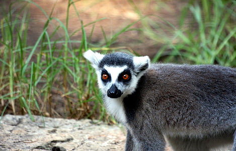 animal, black and white, catta, creature, lemur, lemur catta, nature