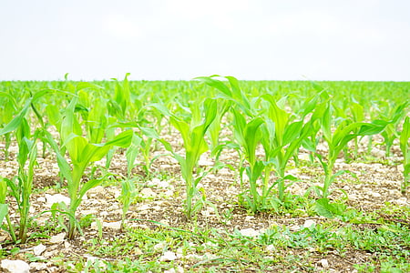 campo de maíz, maíz, campo, arable, plantas jóvenes, Frisch, agricultura