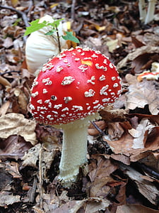 飞金顶, 秋天, 自然, 蘑菇, 红色飞木耳蘑菇, 红色, 真菌