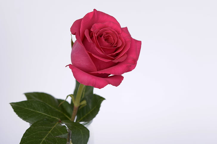 steg, Pink, Rose blomst, Romance, Kærlighed, Blossom, Bloom
