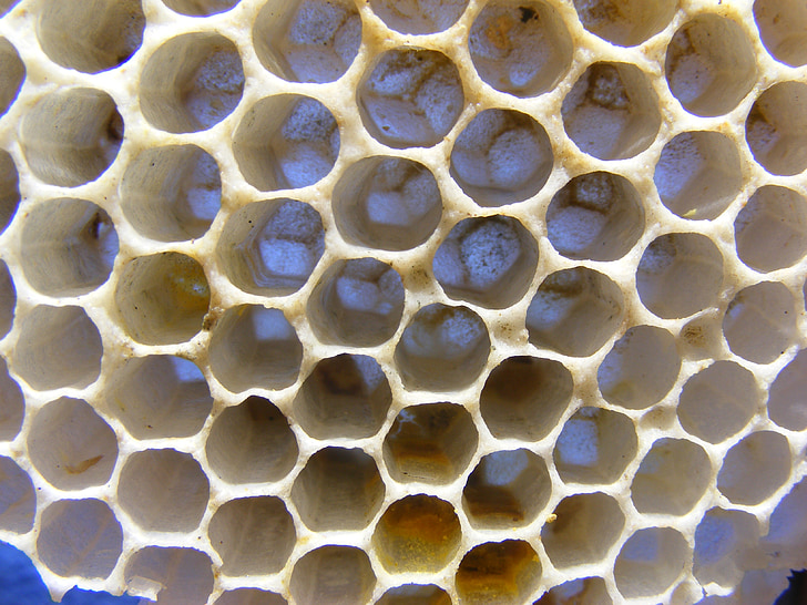 abeilles, couche-culotte, miel, guêpes, cellules, drone, hexagone