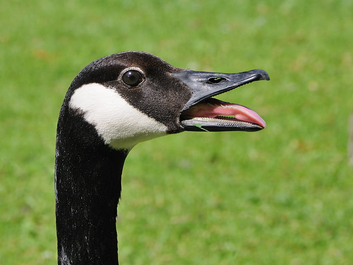 Barnacle goose, pássaro, cabeça, animal, animais na selva, um animal, vida selvagem animal