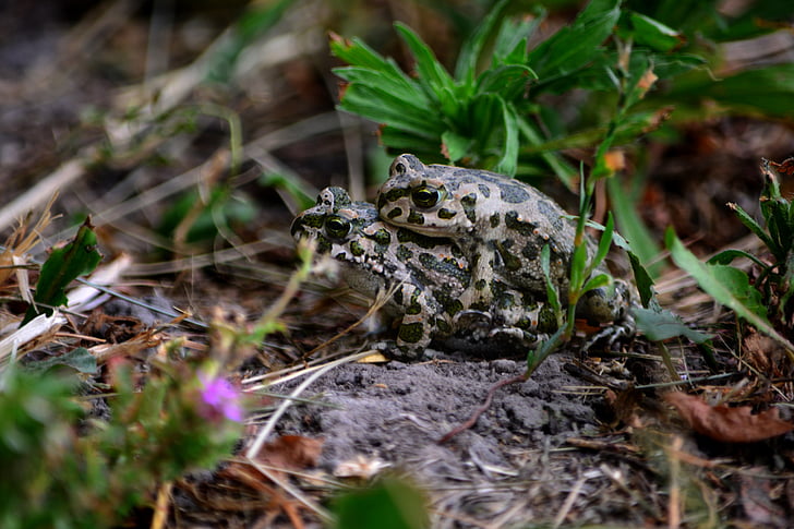 жаба, Природа, субальпійською Лісова жаба