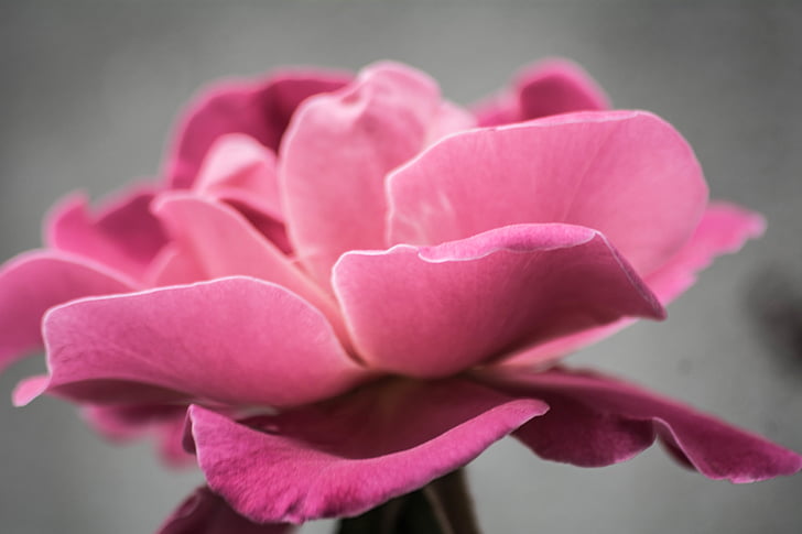close, photography, pink, petaled, flower, petal, rose