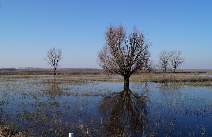Plains, puu, vesi, Unkari, maisemat, mieliala, Luonto
