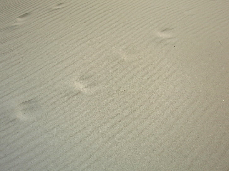 north sea, beach, sand, footprints, shell