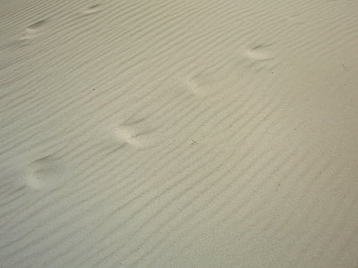 Nordsjön, stranden, Sand, fotspår, Shell