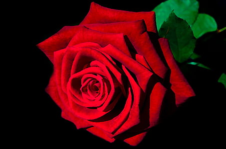 Живопис, Троянда, мистецтво, пофарбовані, червоний, квітка, Кохання