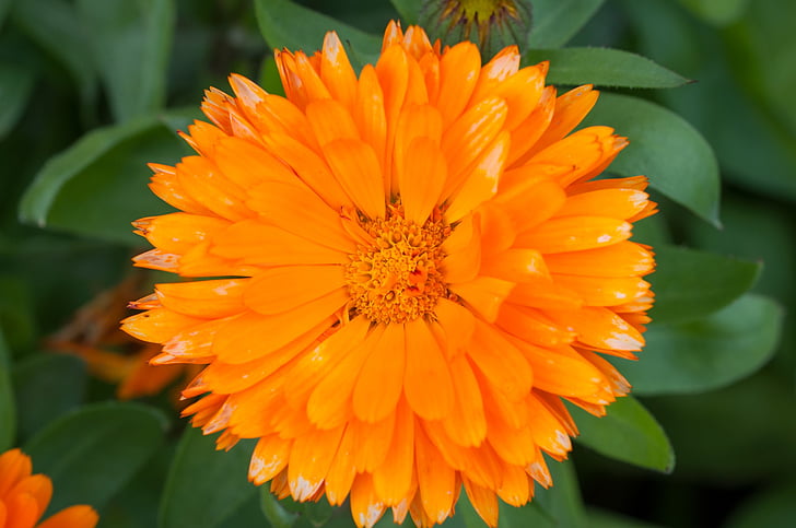 Marigold, Calendula officinalis, komposiitit, kukka, oranssi, oranssi kukka, Blossom