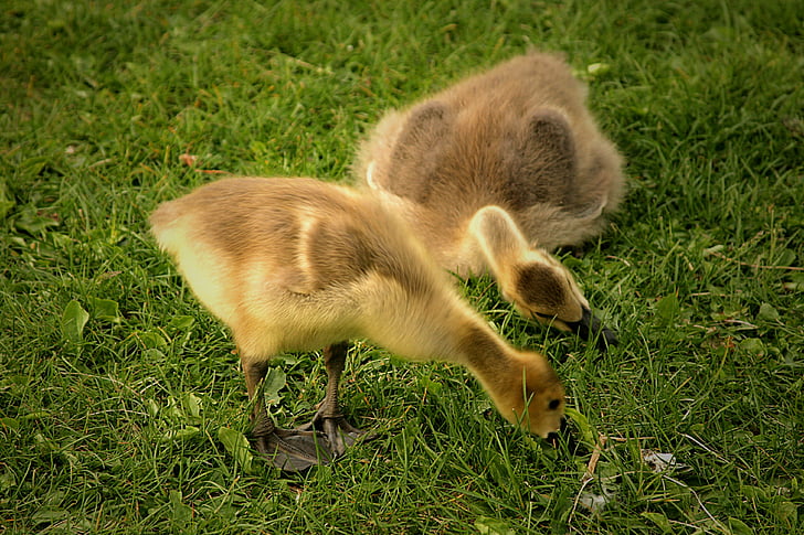 Canadese ganzen goslings, vogels, baby 's, dieren in het wild, jonge, schattig, watervogels