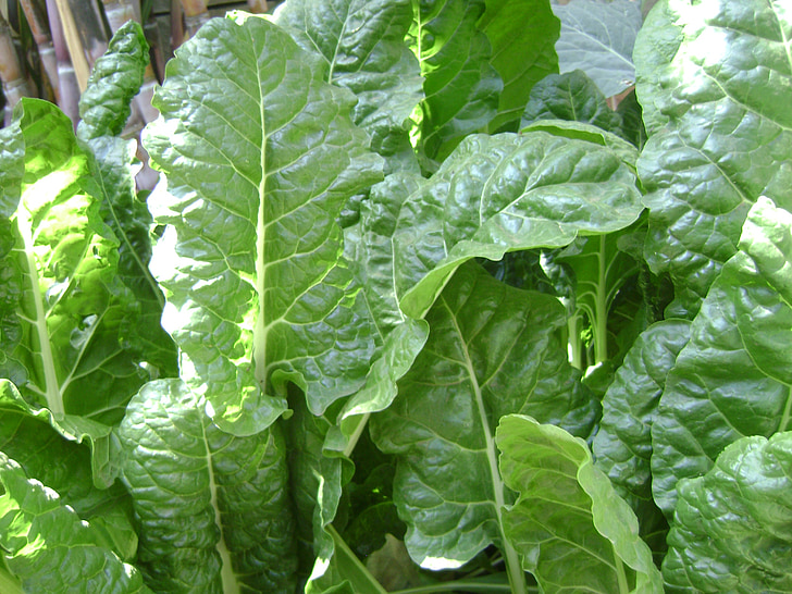 spinaci, vegetale, fresco, organico, cibo, azienda agricola, giardino