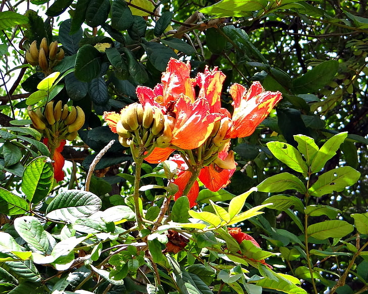 Tulipa africana, árvore de fonte, rudrapalash, Spathodea campanulata, Bignoniaceae, flor, vermelho