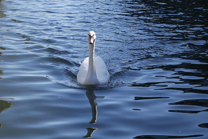 Swan, Bebek, air, alam, burung, satwa liar, paruh